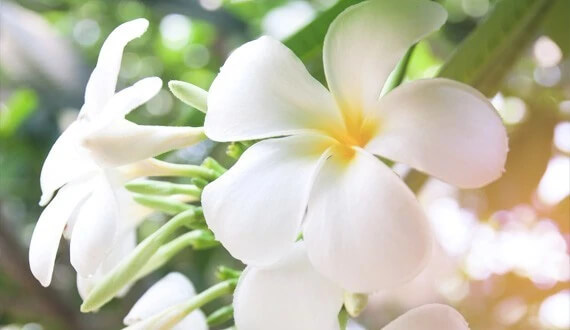 fleur-de-tiare-1.jpg (35 KB)