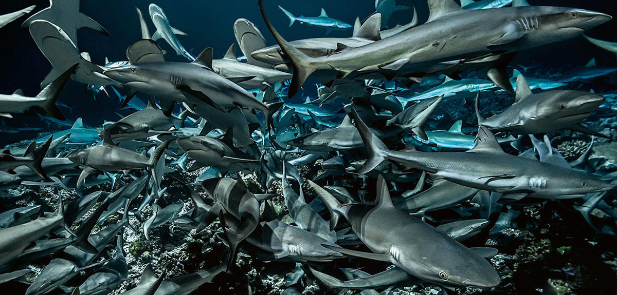 le-mur-de-requins-de-la-passe-sud-fakarava.jpeg (162 KB)