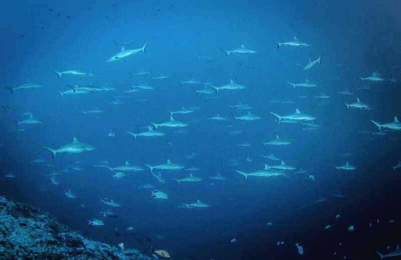 passe-de-tipura-rangiroa.jpg (57 KB)