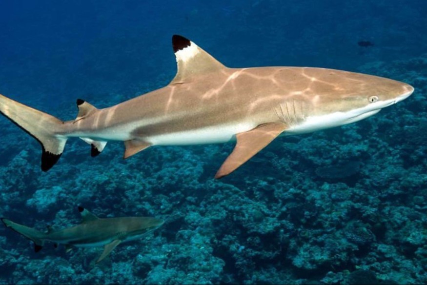 Ua Pou : rare attaque de requin dans la baie de Hakahau | 23.6 Radio